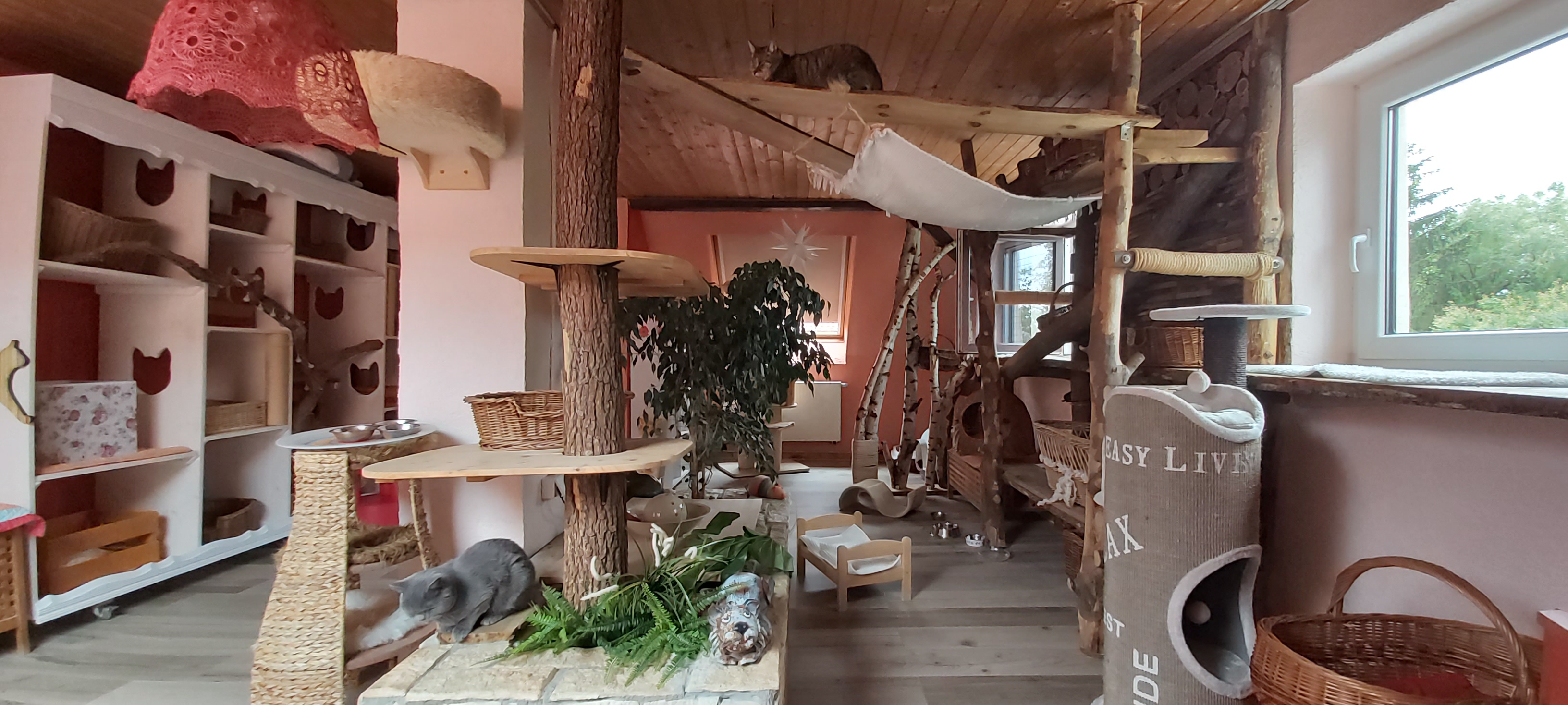 Haus Kitty Essen Die Purrfecte Katzenpension In Der Ruhrmetropole Ein Umfassender Erfahrungsbericht